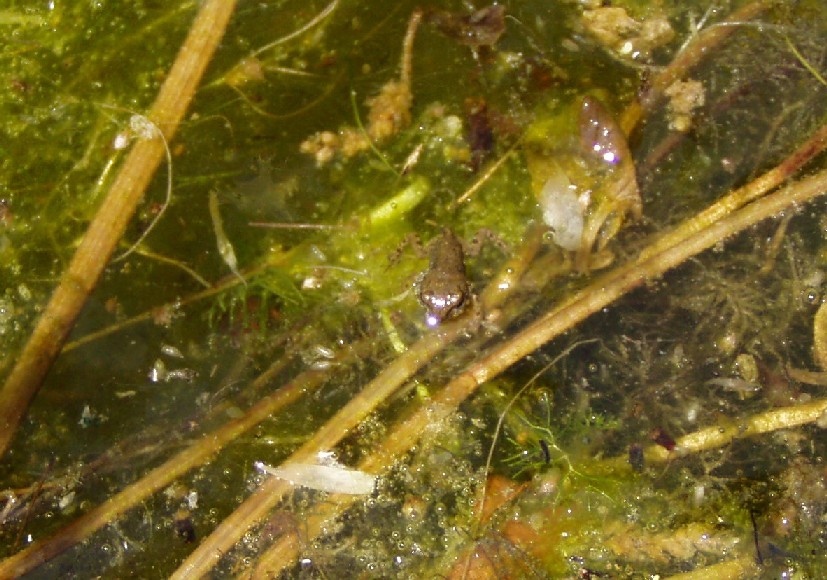 Il Laghetto del Centro di Entomologia - Piombino (LI)